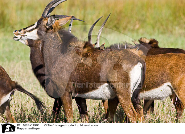 Rappenantilope / Sable Antelope / MBS-01991