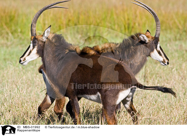 Rappenantilope / Sable Antelope / MBS-01992