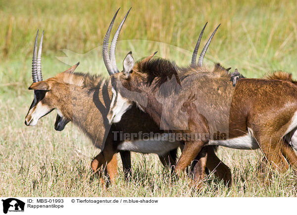 Rappenantilope / Sable Antelope / MBS-01993