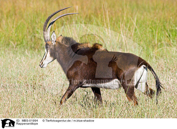 Rappenantilope / Sable Antelope / MBS-01994