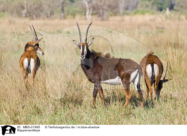 Rappenantilope / Sable Antelope / MBS-01995