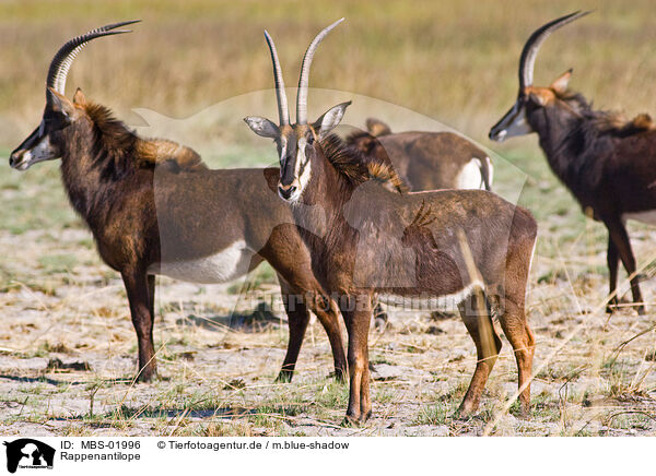 Rappenantilope / Sable Antelope / MBS-01996