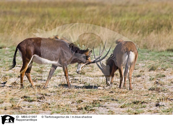 Rappenantilope / Sable Antelope / MBS-01997
