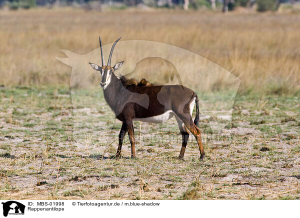 Rappenantilope / Sable Antelope / MBS-01998