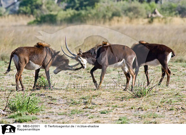 Rappenantilope / Sable Antelope / MBS-02001
