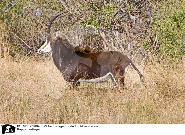 Rappenantilope / Sable Antelope / MBS-02004