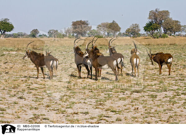 Rappenantilope / Sable Antelope / MBS-02006