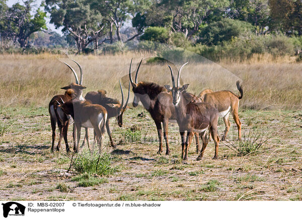 Rappenantilope / Sable Antelope / MBS-02007