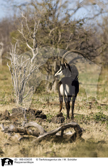 Rappenantilope / Sable antelope / WS-03635