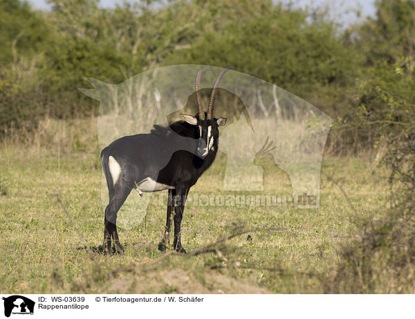 Rappenantilope / Sable antelope / WS-03639
