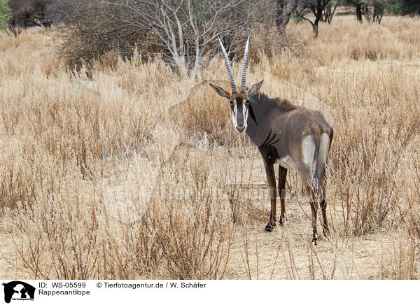 Rappenantilope / Sable antelope / WS-05599