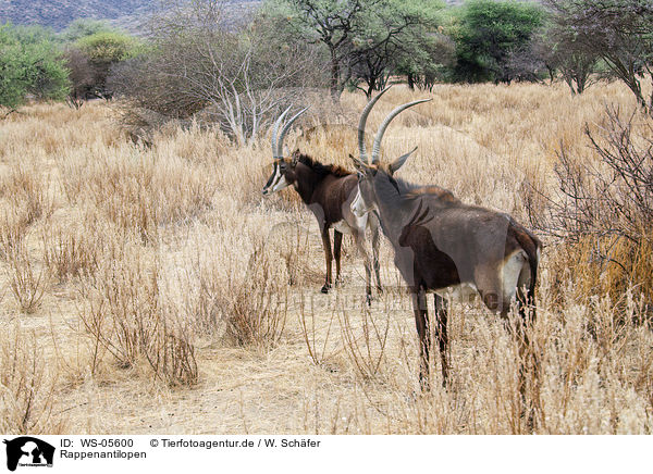 Rappenantilopen / Sable antelopes / WS-05600