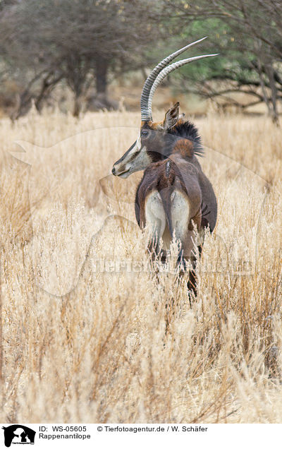 Rappenantilope / Sable antelope / WS-05605