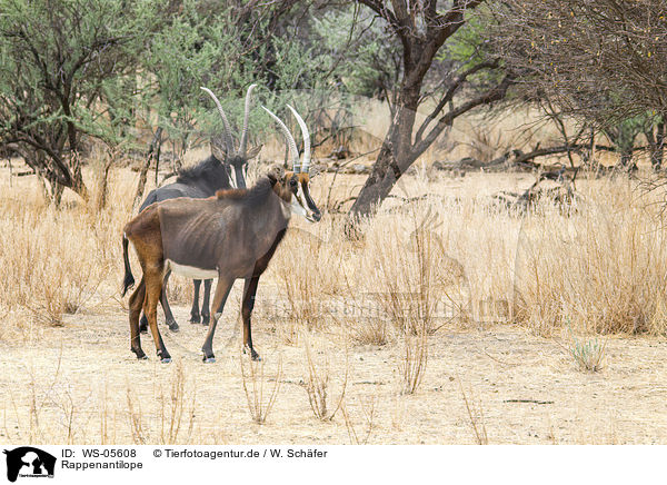 Rappenantilope / Sable antelope / WS-05608