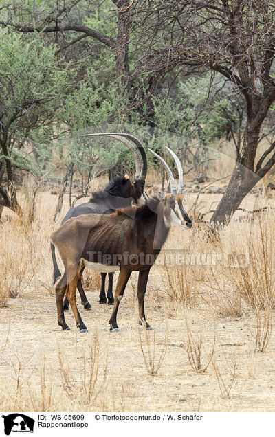 Rappenantilope / Sable antelope / WS-05609