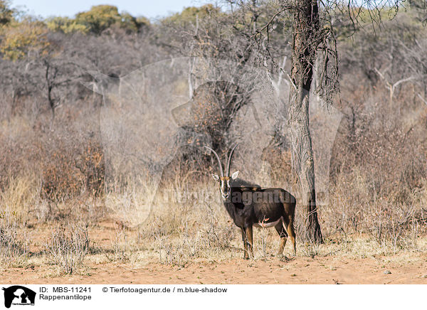 Rappenantilope / sable antelope / MBS-11241
