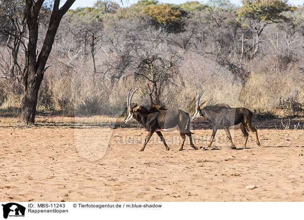 Rappenantilopen / sable antelopes / MBS-11243