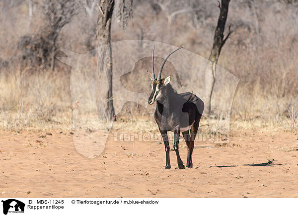 Rappenantilope / sable antelope / MBS-11245
