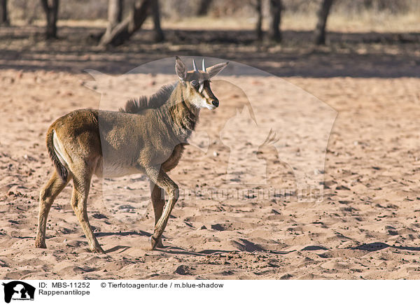 Rappenantilope / sable antelope / MBS-11252