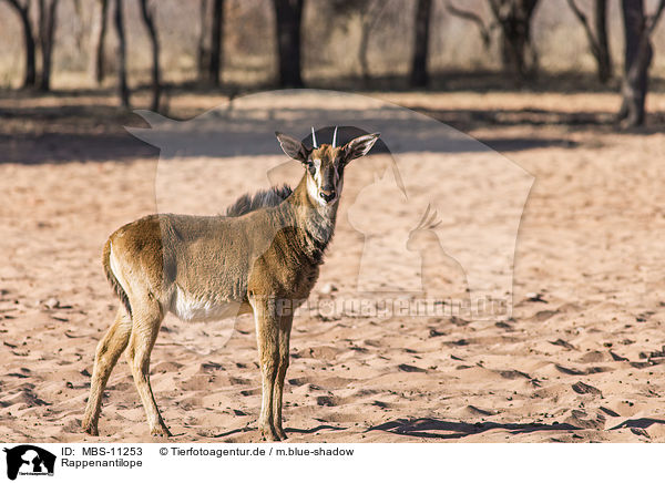 Rappenantilope / sable antelope / MBS-11253