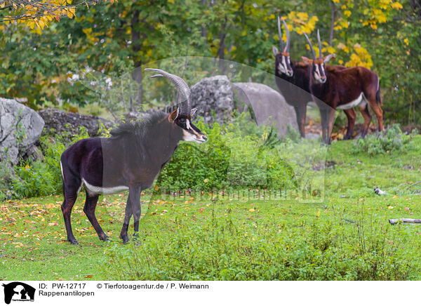 Rappenantilopen / Sable antelopes / PW-12717