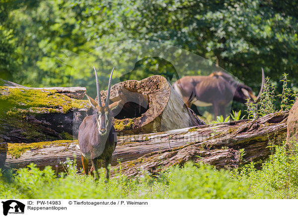 Rappenantilopen / Sable antelopes / PW-14983