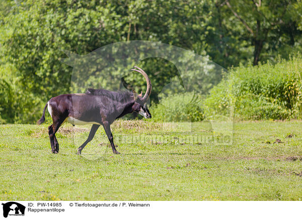 Rappenantilope / Sable antelope / PW-14985