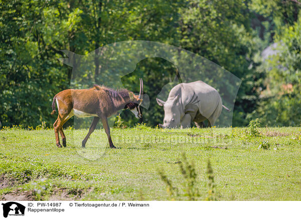 Rappenantilope / Sable antelope / PW-14987