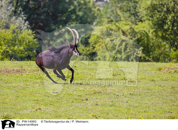 Rappenantilope / Sable antelope / PW-14993