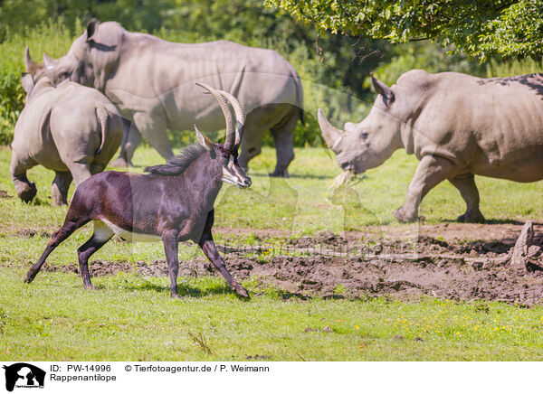 Rappenantilope / Sable antelope / PW-14996