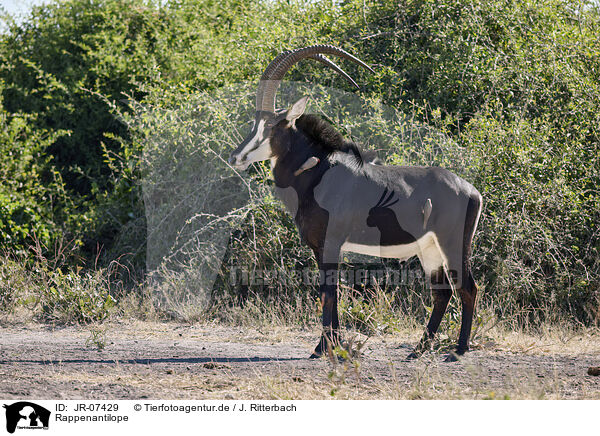 Rappenantilope / JR-07429