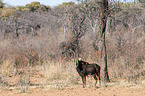 Rappenantilope