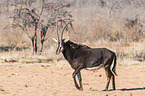 Rappenantilope