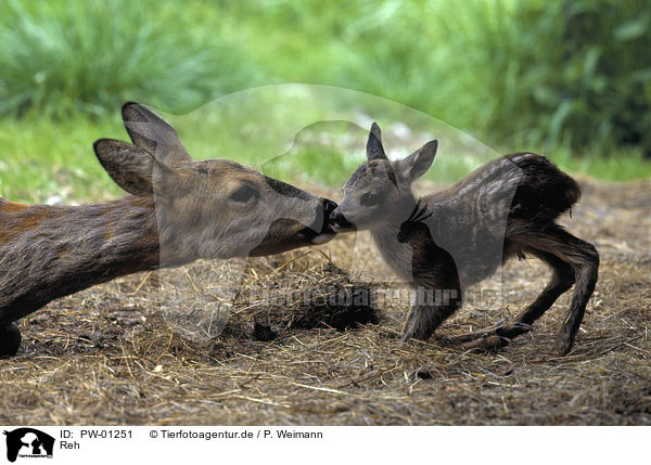 Reh / Roe Deer / PW-01251