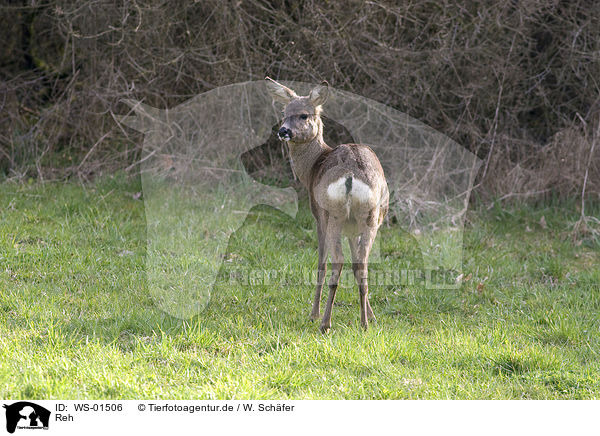 Reh / roe deer / WS-01506