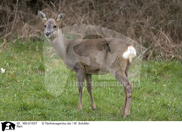 Reh / roe deer / WS-01507