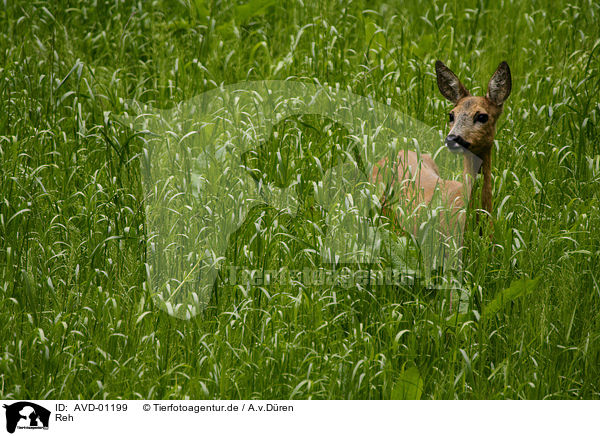Reh / Roe Deer / AVD-01199