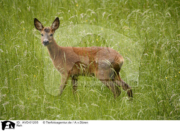 Reh / Roe Deer / AVD-01205