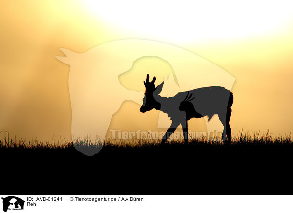 Reh / roe deer / AVD-01241