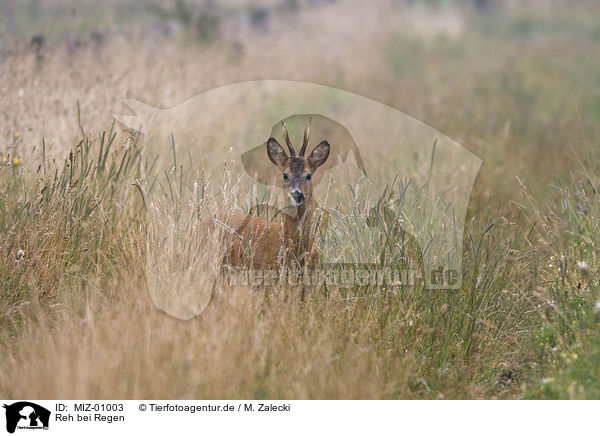 Reh bei Regen / roe deer in rain / MIZ-01003
