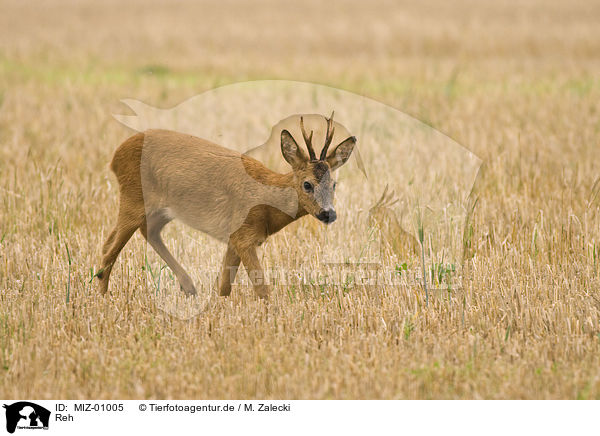 Reh / roe deer / MIZ-01005