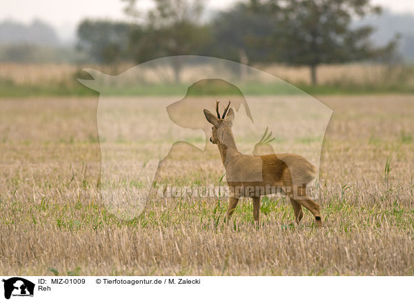 Reh / MIZ-01009