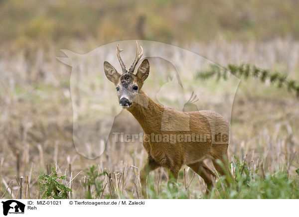 Reh / roe deer / MIZ-01021