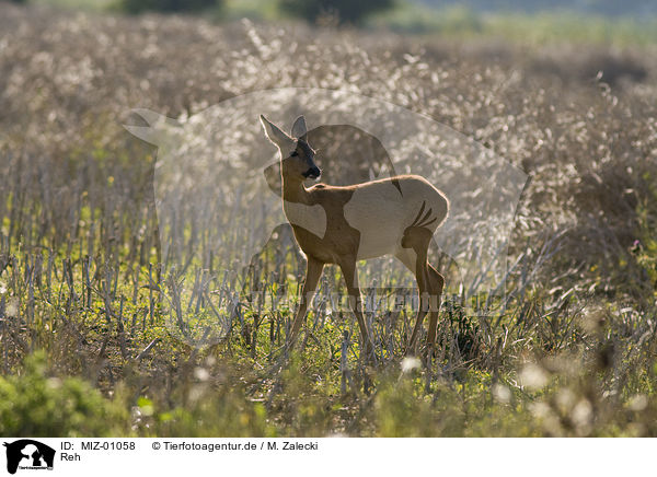 Reh / roe deer / MIZ-01058