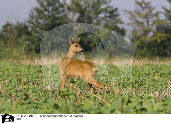 Reh / roe deer / MIZ-01060