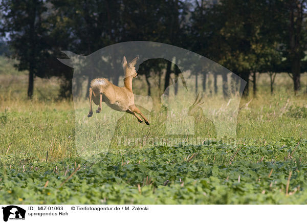springendes Reh / jumping roe dee / MIZ-01063
