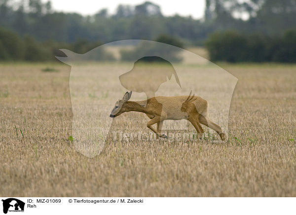 Reh / roe deer / MIZ-01069