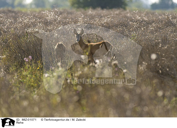 Rehe / roe deers / MIZ-01071