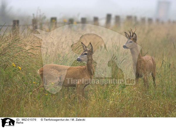 Rehe / roe deers / MIZ-01076