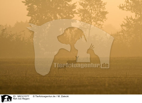 Reh bei Regen / roe deer in rain / MIZ-01077